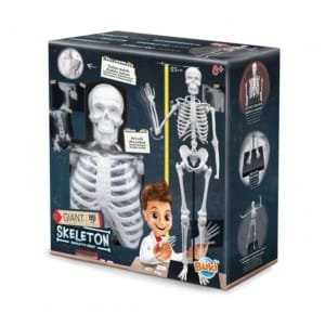 BUKI-Skeleton/squelette 85 cm