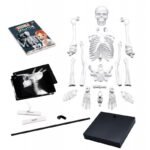 BUKI-Skeleton/squelette 85 cm – Image 2