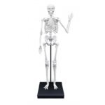 BUKI-Skeleton/squelette 85 cm – Image 3