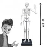 BUKI-Skeleton/squelette 85 cm – Image 5